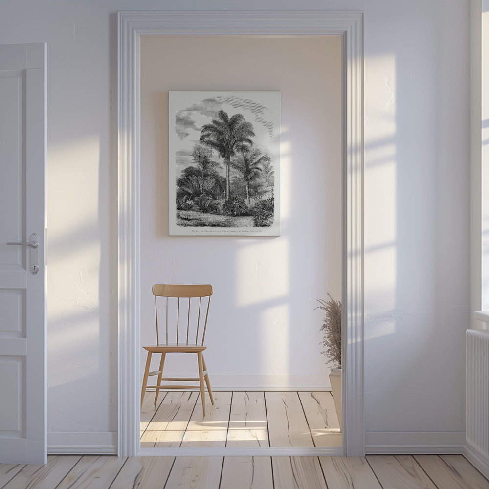 Vintage Palm Tree Drawing Vi | Canvas