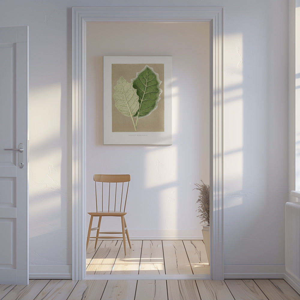 Green Solanum Marginatum Leaf Illustration | Canvas
