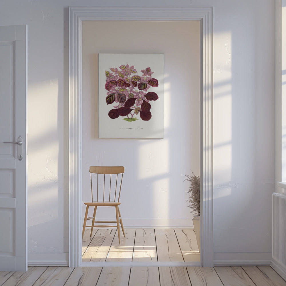 Pink Teleianthera Ficoidea Leaf Illustration | Canvas