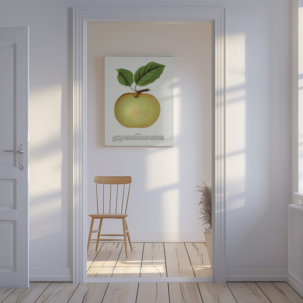 Mann Apple Lithograph | Canvas