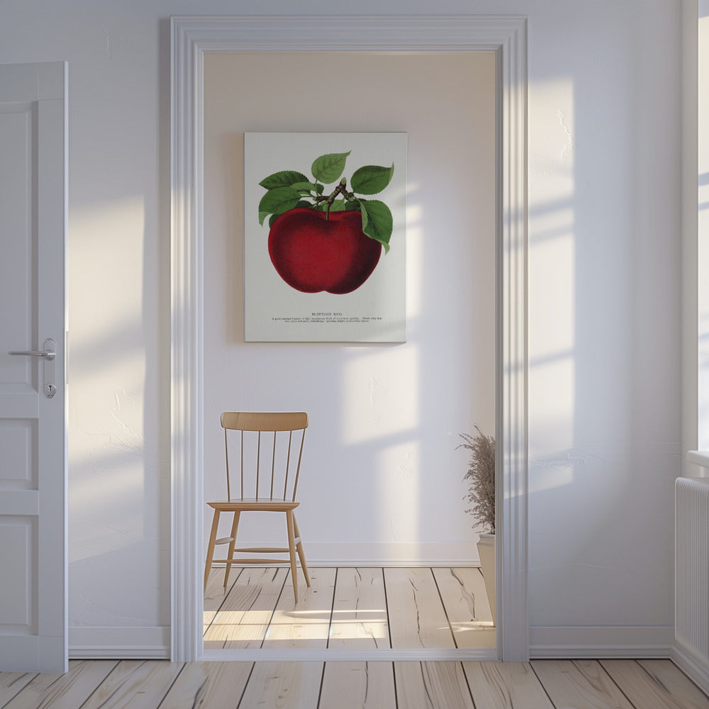 Mcintosh Red Apple Lithograph | Canvas