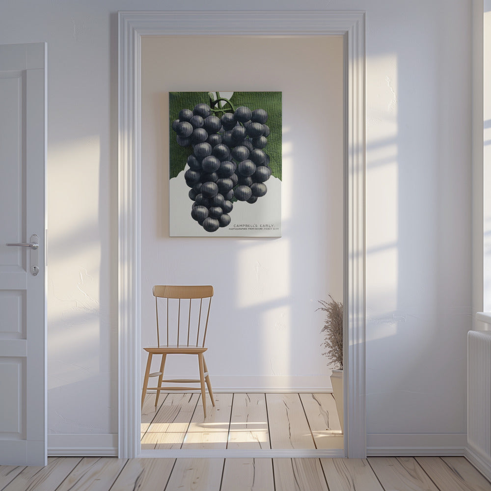 Campbell's Early Grape Lithograph | Canvas