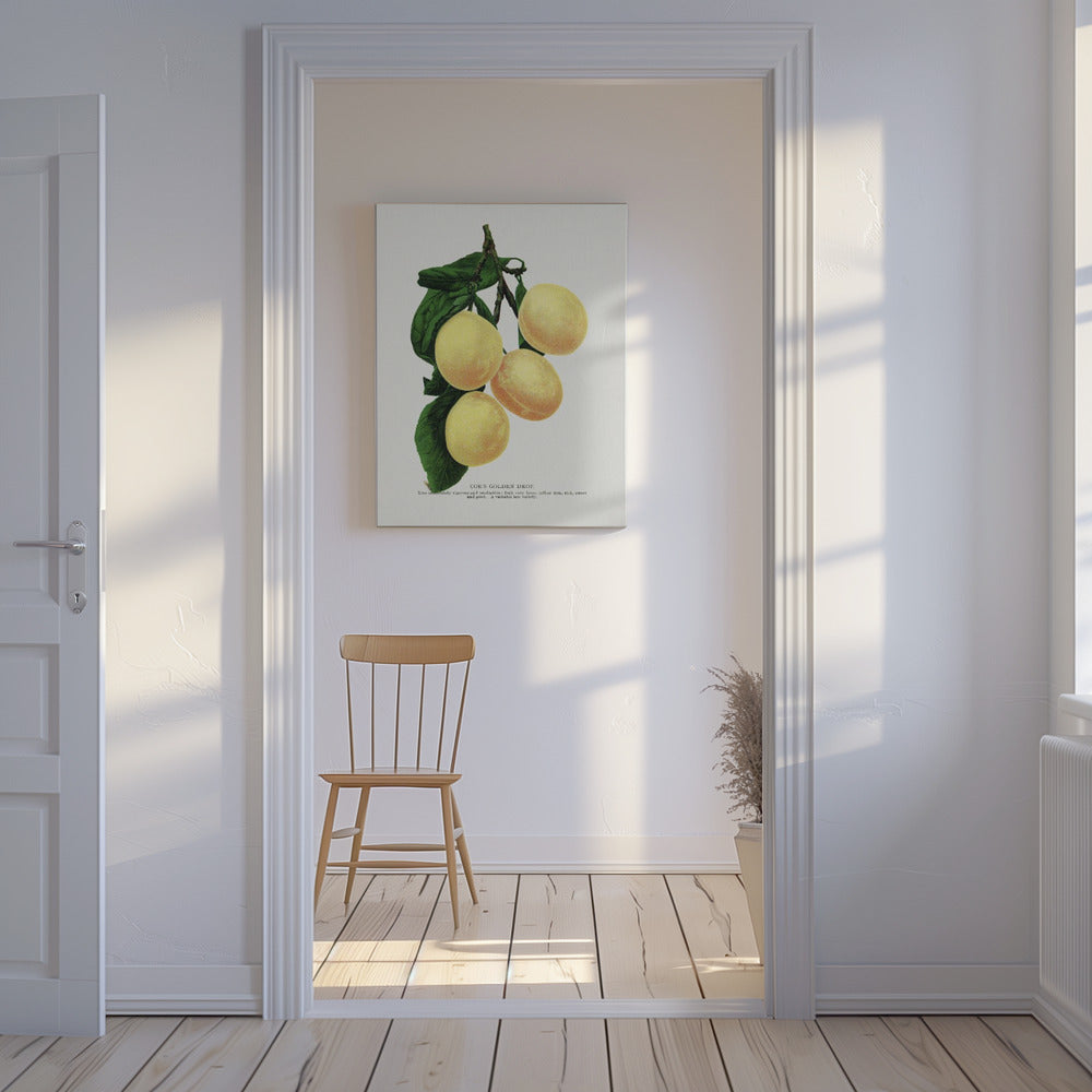 Coe's Golden Drop Plum Lithograph | Canvas
