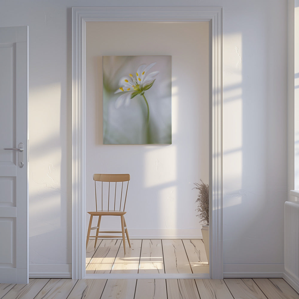 Stitchwort soft | Canvas