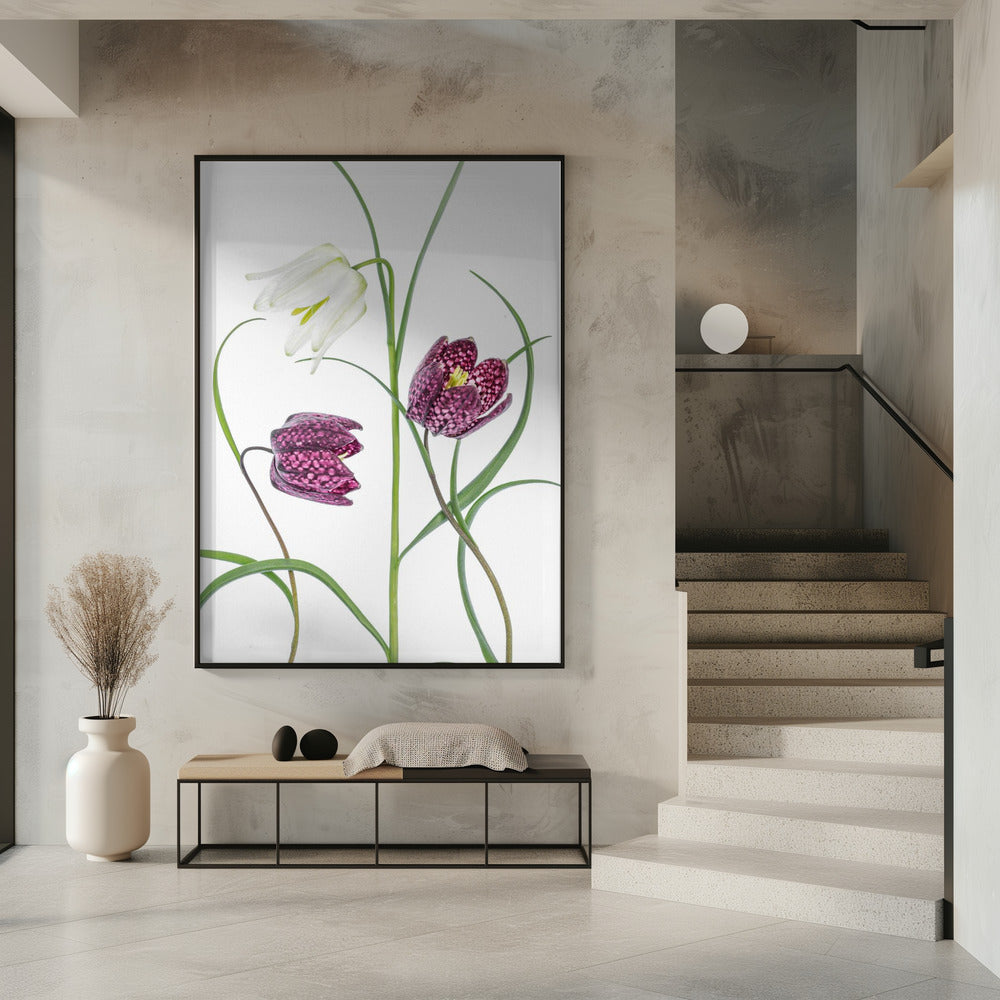 Snakes head Fritillary | Poster