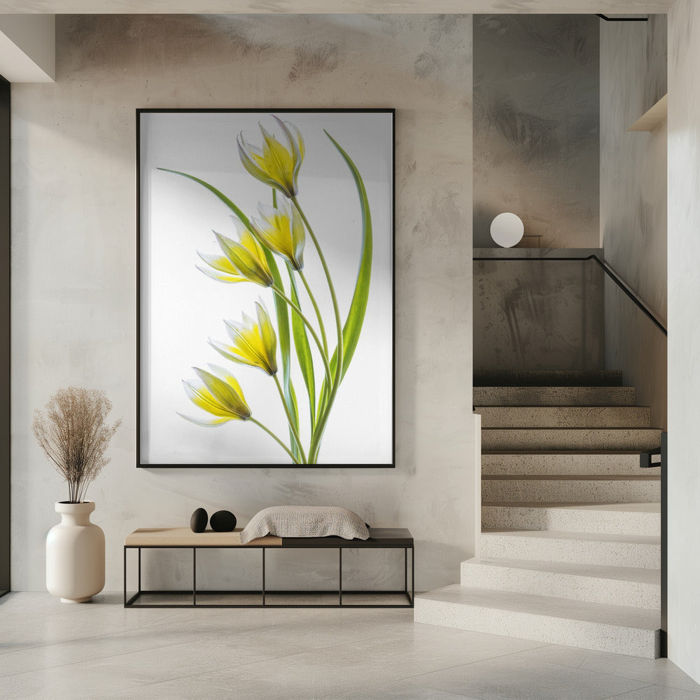 ~Tulipa | Poster