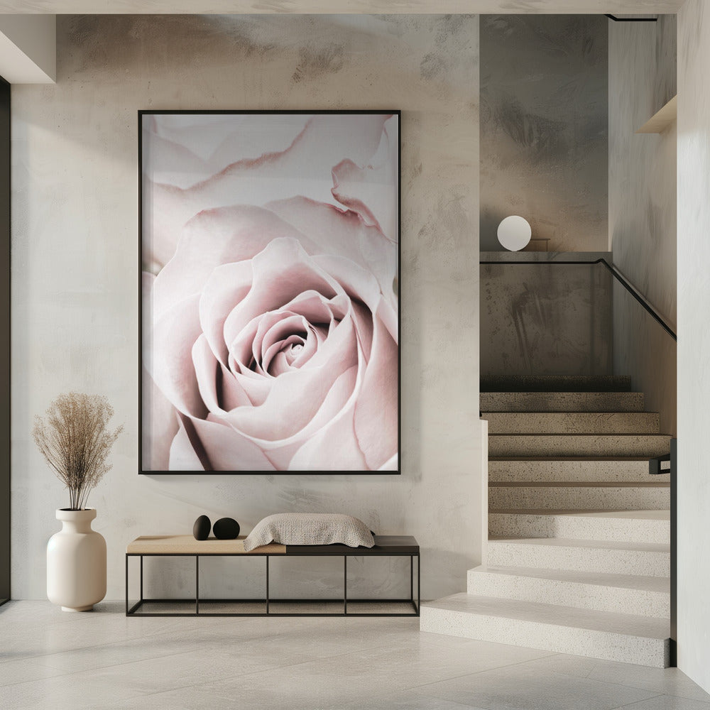 Pink Rose No 05 | Poster