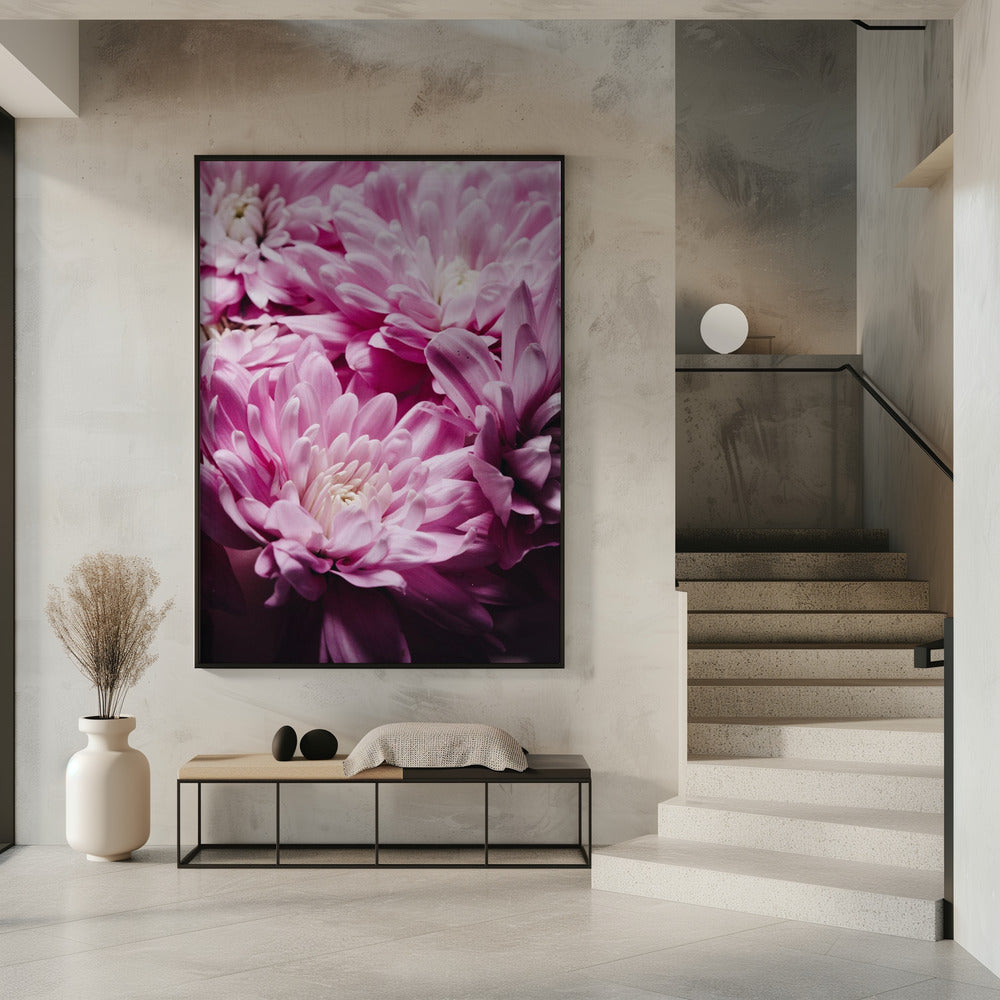 Vibrant Pink Chrysanthemums Blossoms | Poster