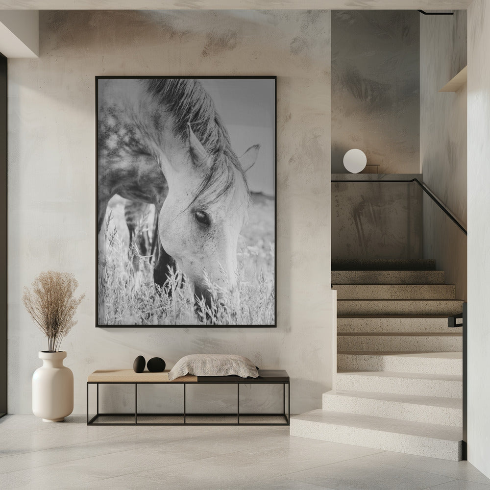 stallion | Poster