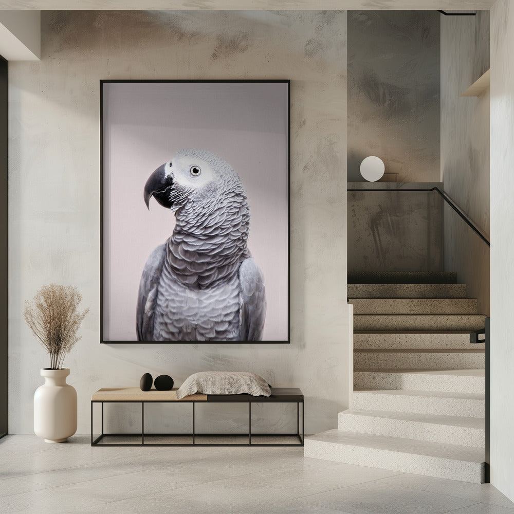 African Grey | Poster