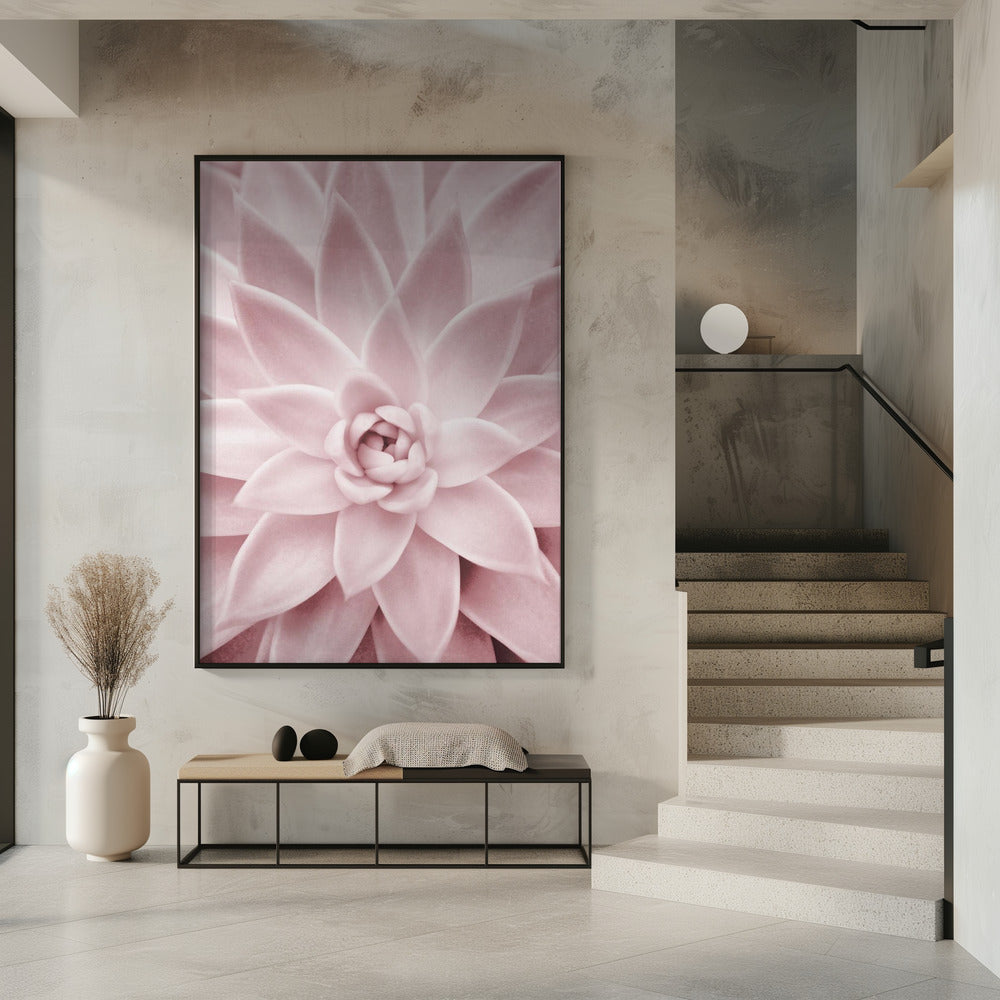 Pink Succulent | Poster