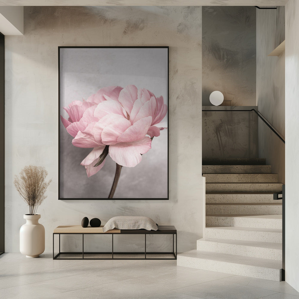 Peony | Poster