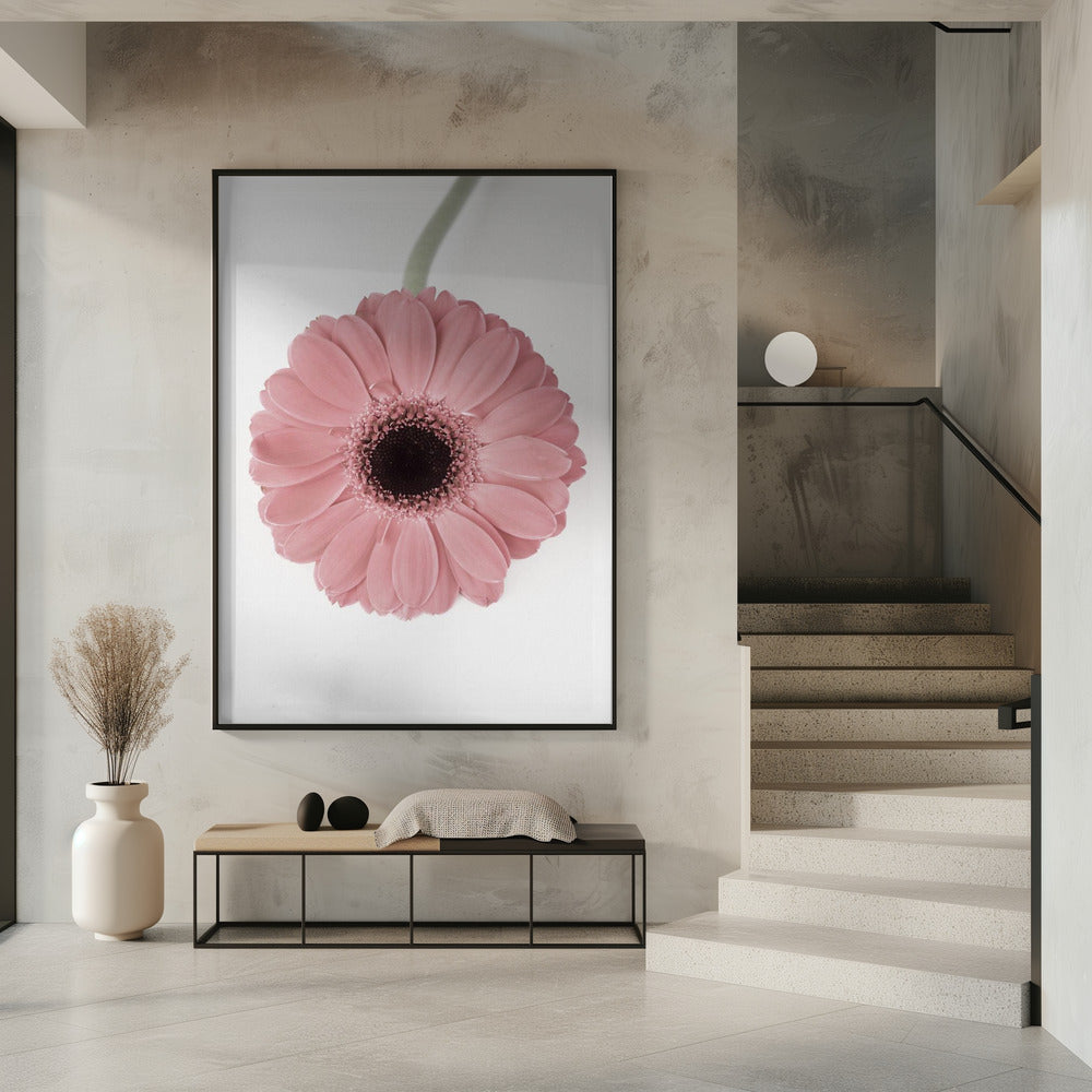 Pink Gerbera II | Poster