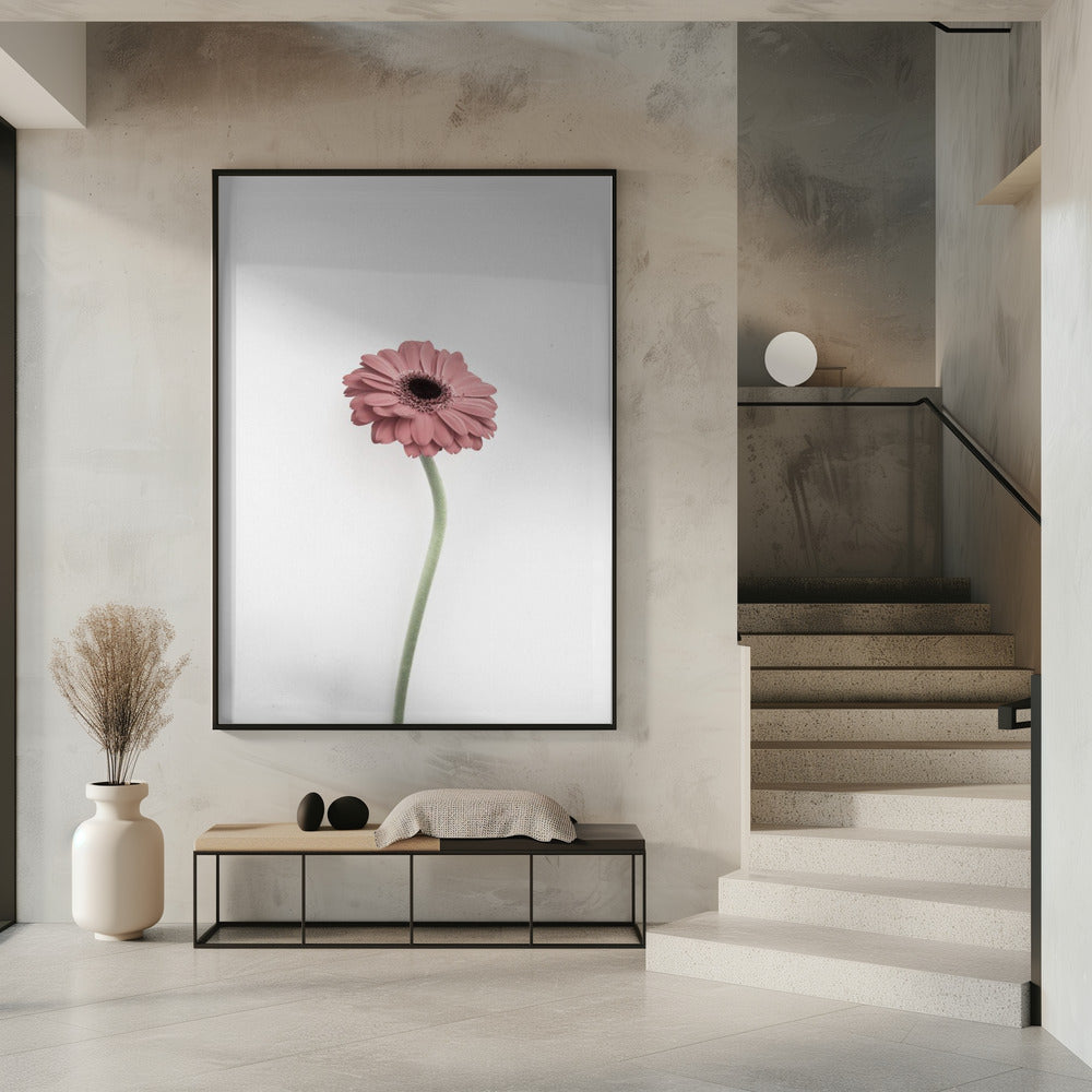 Pink Gerbera | Poster