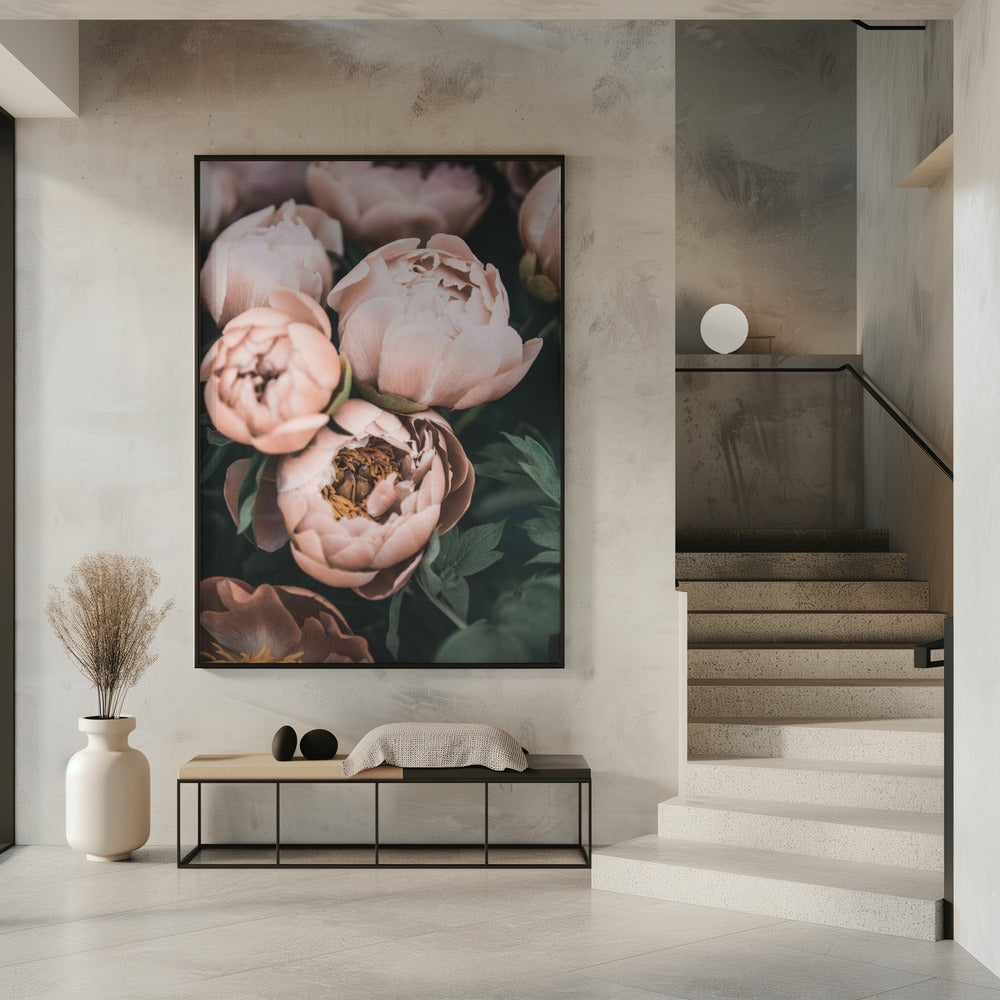 Coral Peonies | Poster