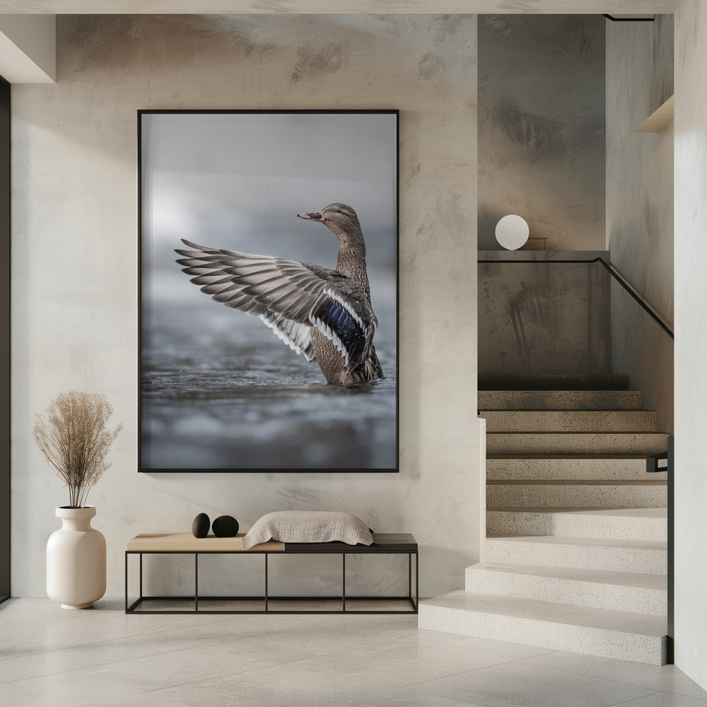 Female mallard with outstretched wings | Poster