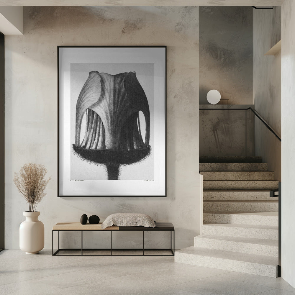 Geum Rivale | Poster