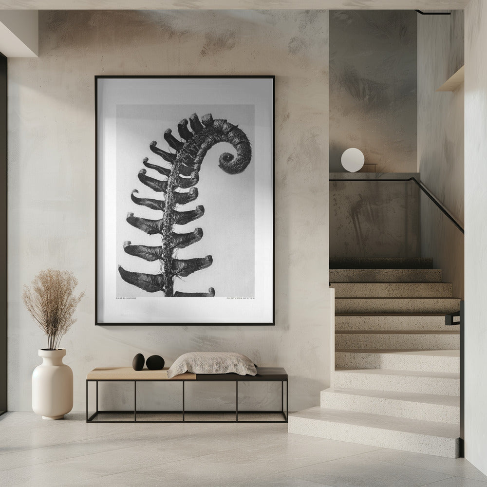 Polystichum Munitum | Poster