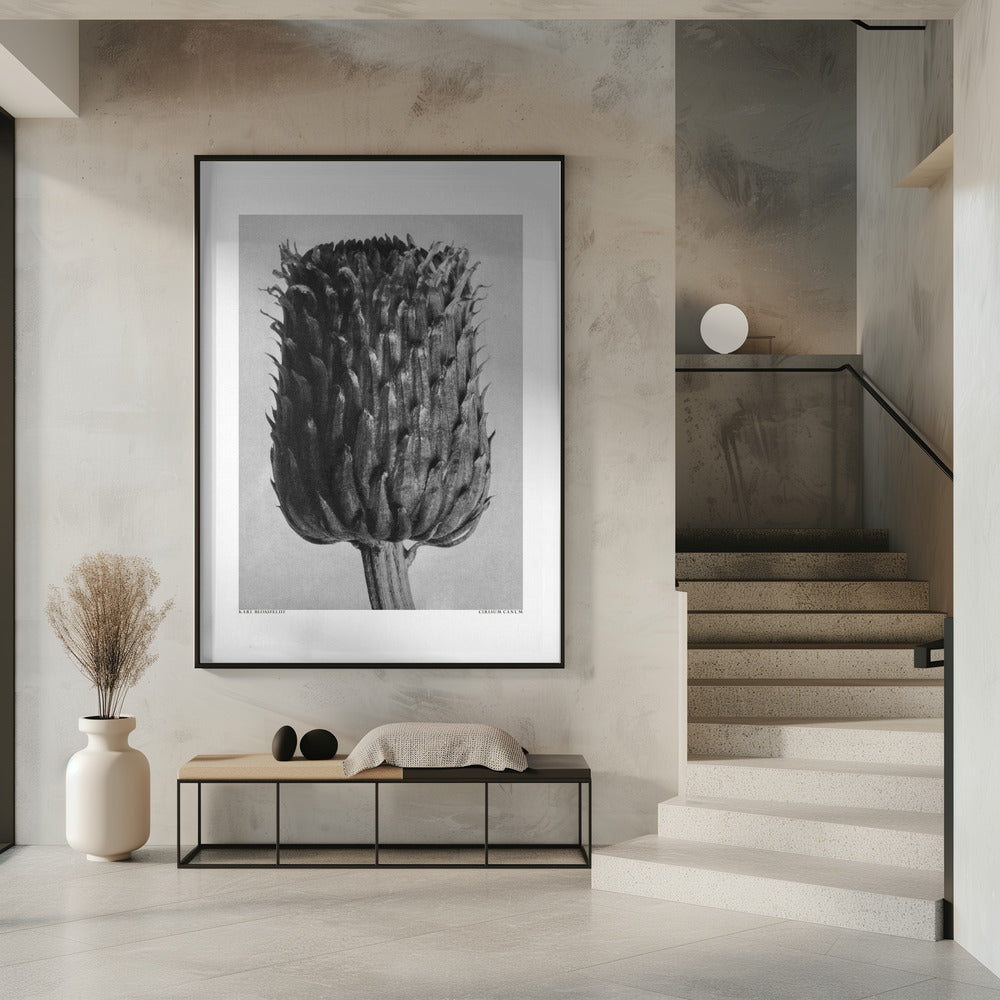 Cirsium Canum (Thistle) | Poster