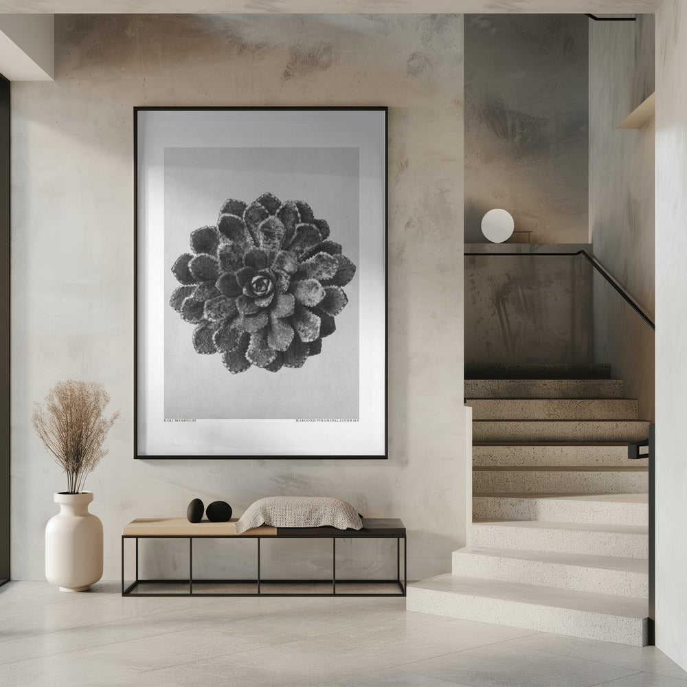 Margined Pyramidal Saxifrage | Poster