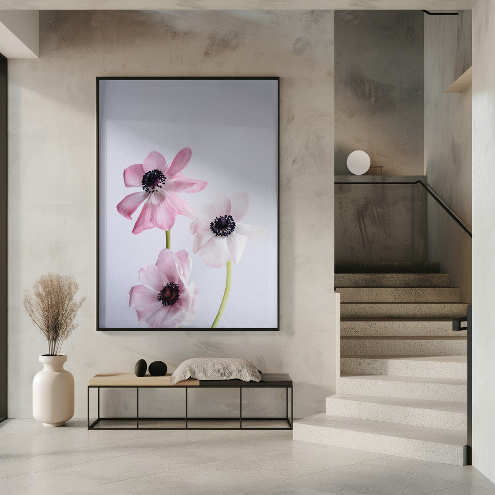 Pale Pink Ranunculus Flowers | Poster