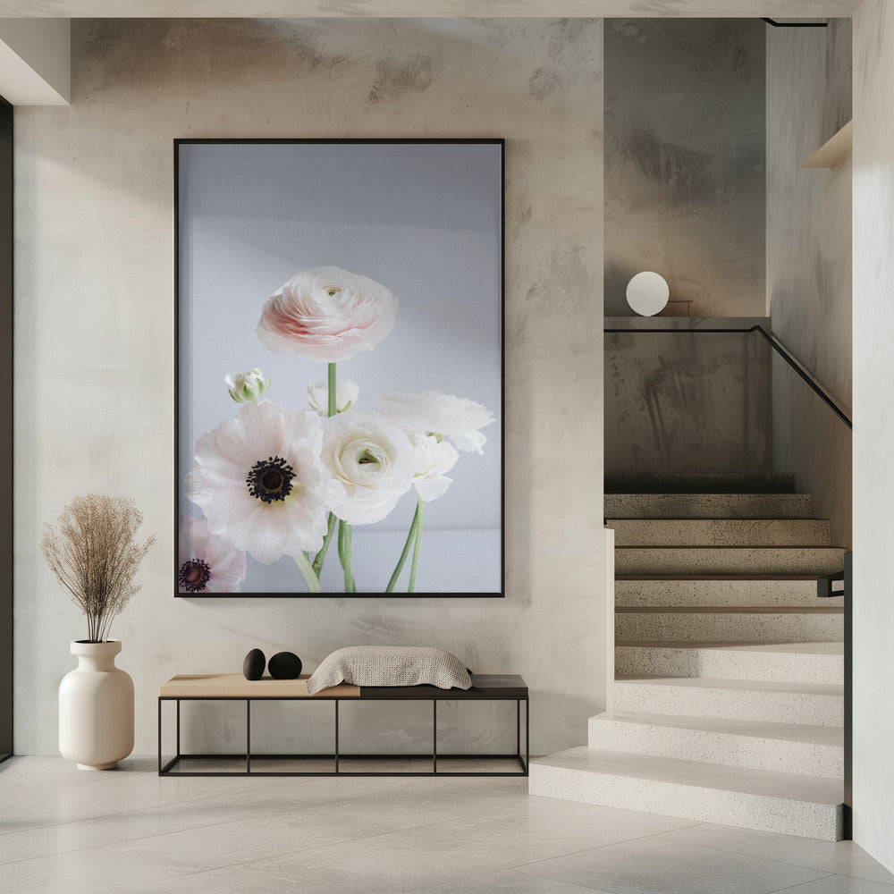 White And Pale Pink Ranunculus Flowers | Poster