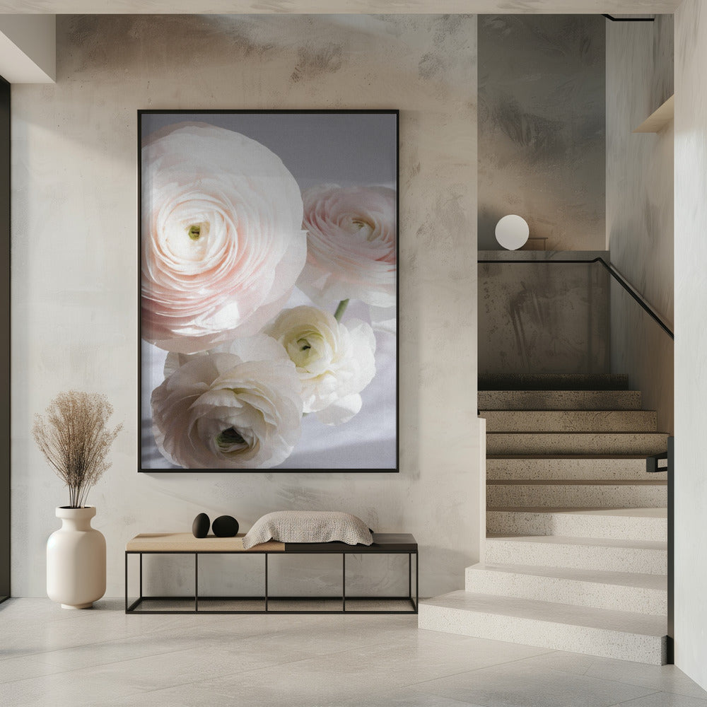 Soft Ranunculus | Poster