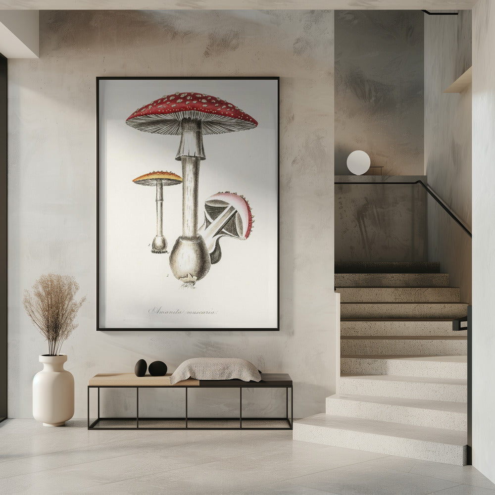 Amanita Muscaria Illustration. Medical Botany 1836 | Poster