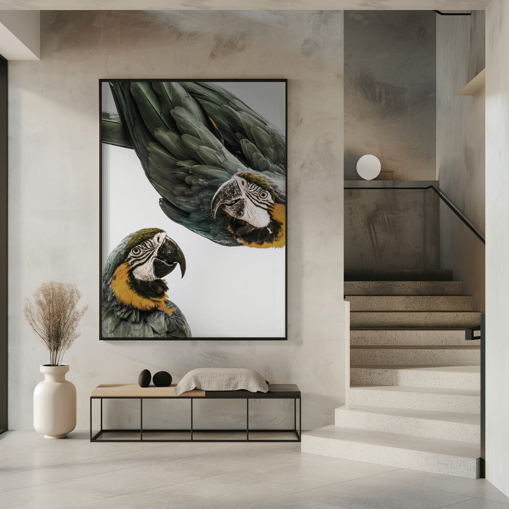 Vibrant Parrot Duo | Poster
