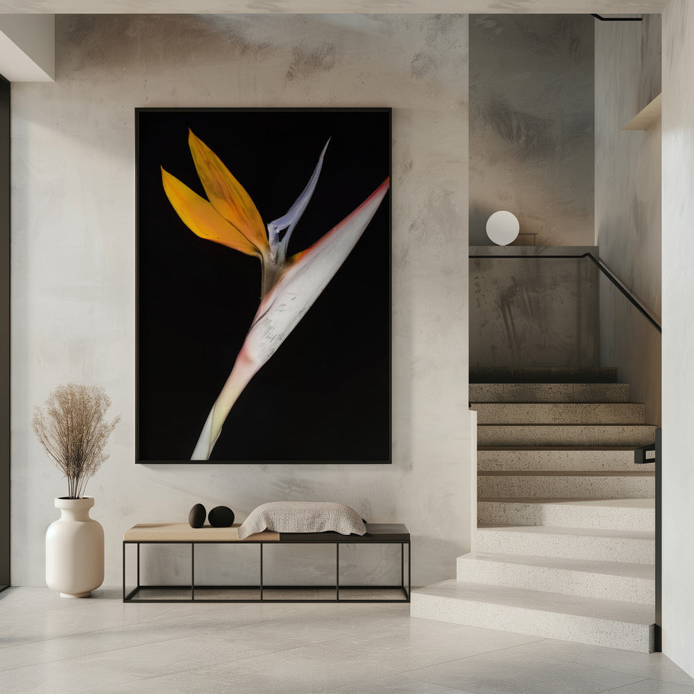 Bird of Paradise | Poster