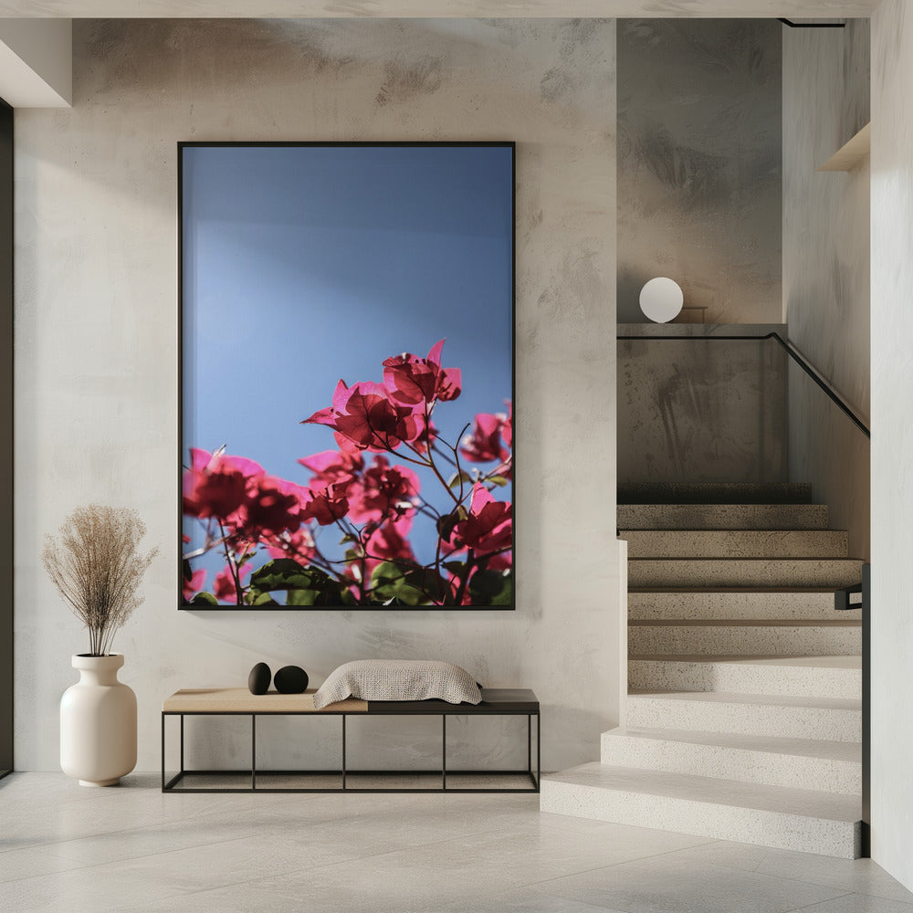 Bougainvillea Bliss | Poster