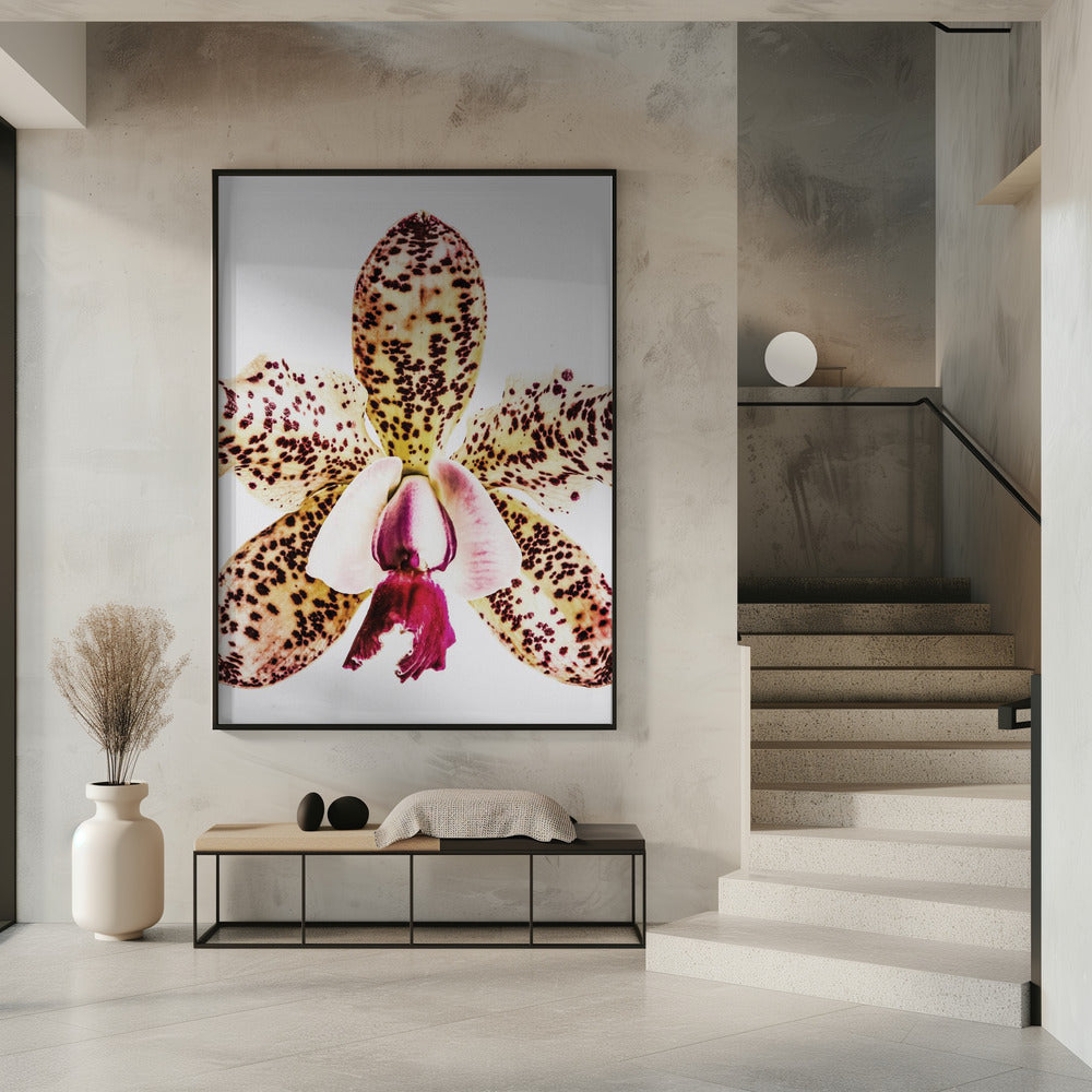 Spotted Orchid Burst | Poster