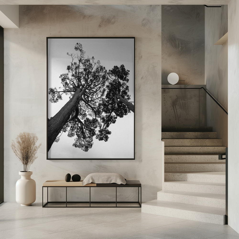 Towering Pines | Poster