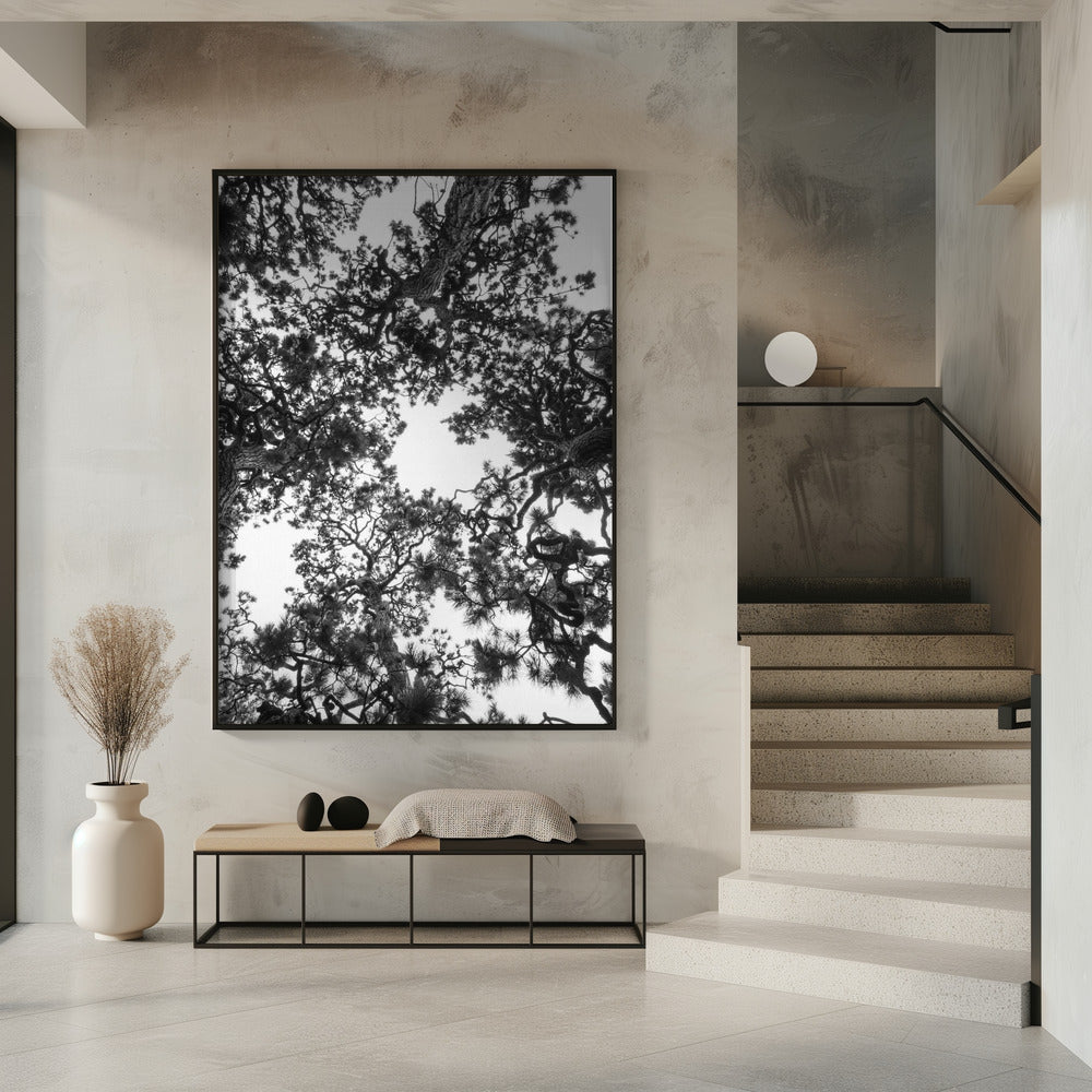 Canopy Symphony | Poster