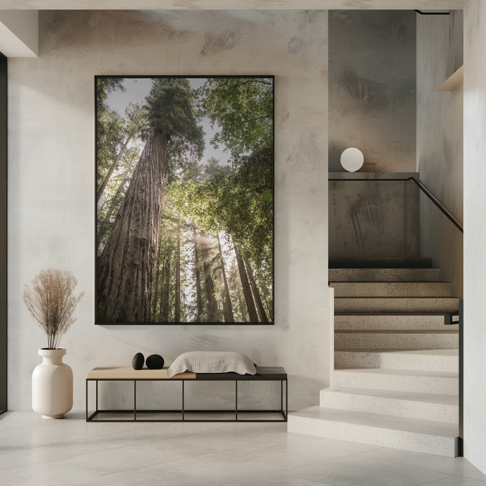 Towering Redwoods | Poster