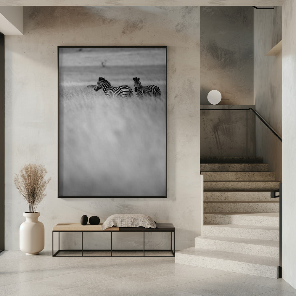 Zebras in the Mist | Poster