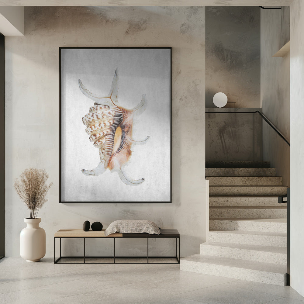 Spiral Seashell | Poster