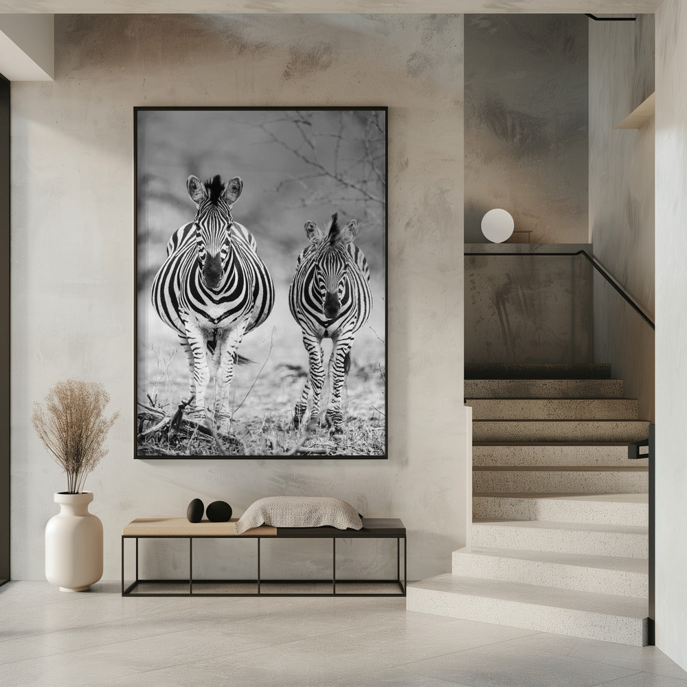 Striped Horse Front On | Poster