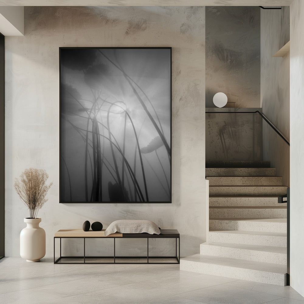 Water Lilly | Poster