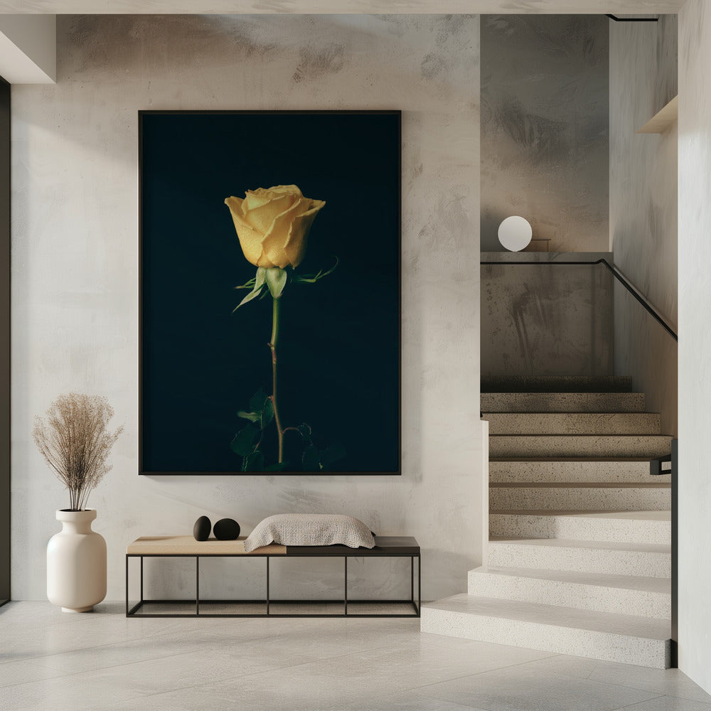 yellow rose | Poster
