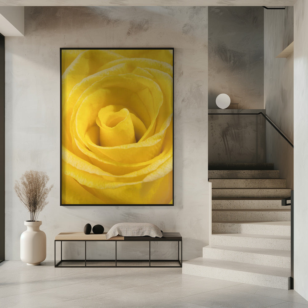 yellow rose | Poster