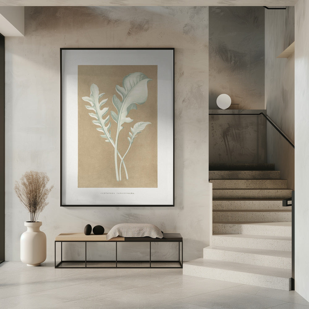 Centaurea Candidissima Leaf Illustration | Poster