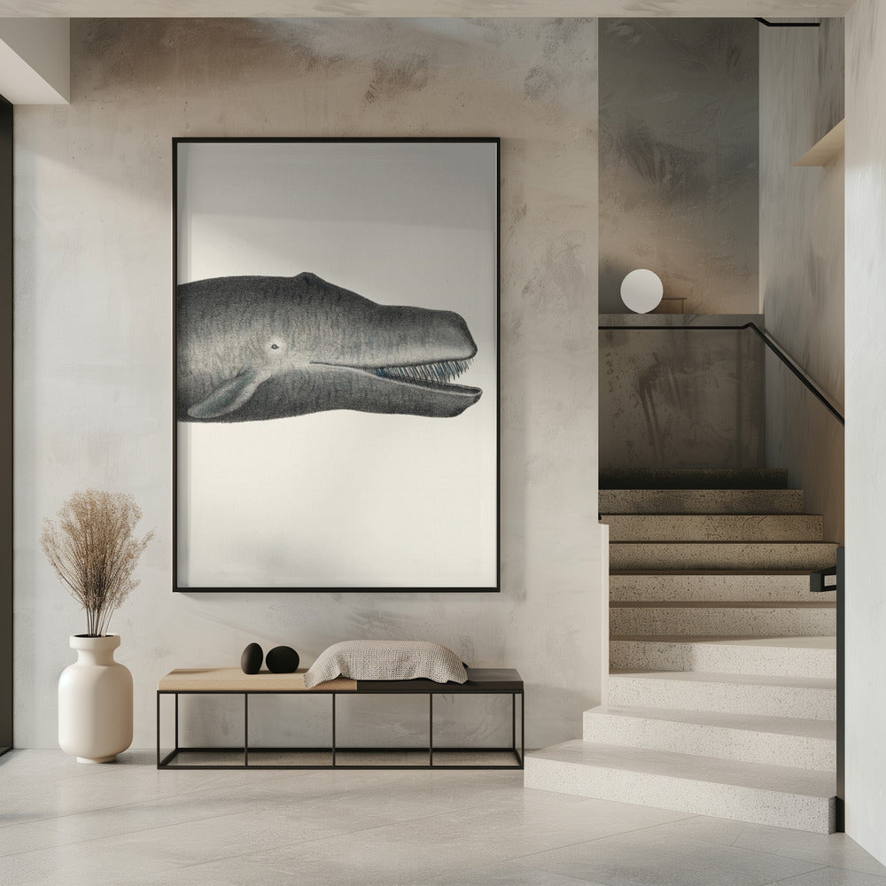 Whale Ii Tight Crop Handcolored Sealife Lithograph 1824 | Poster