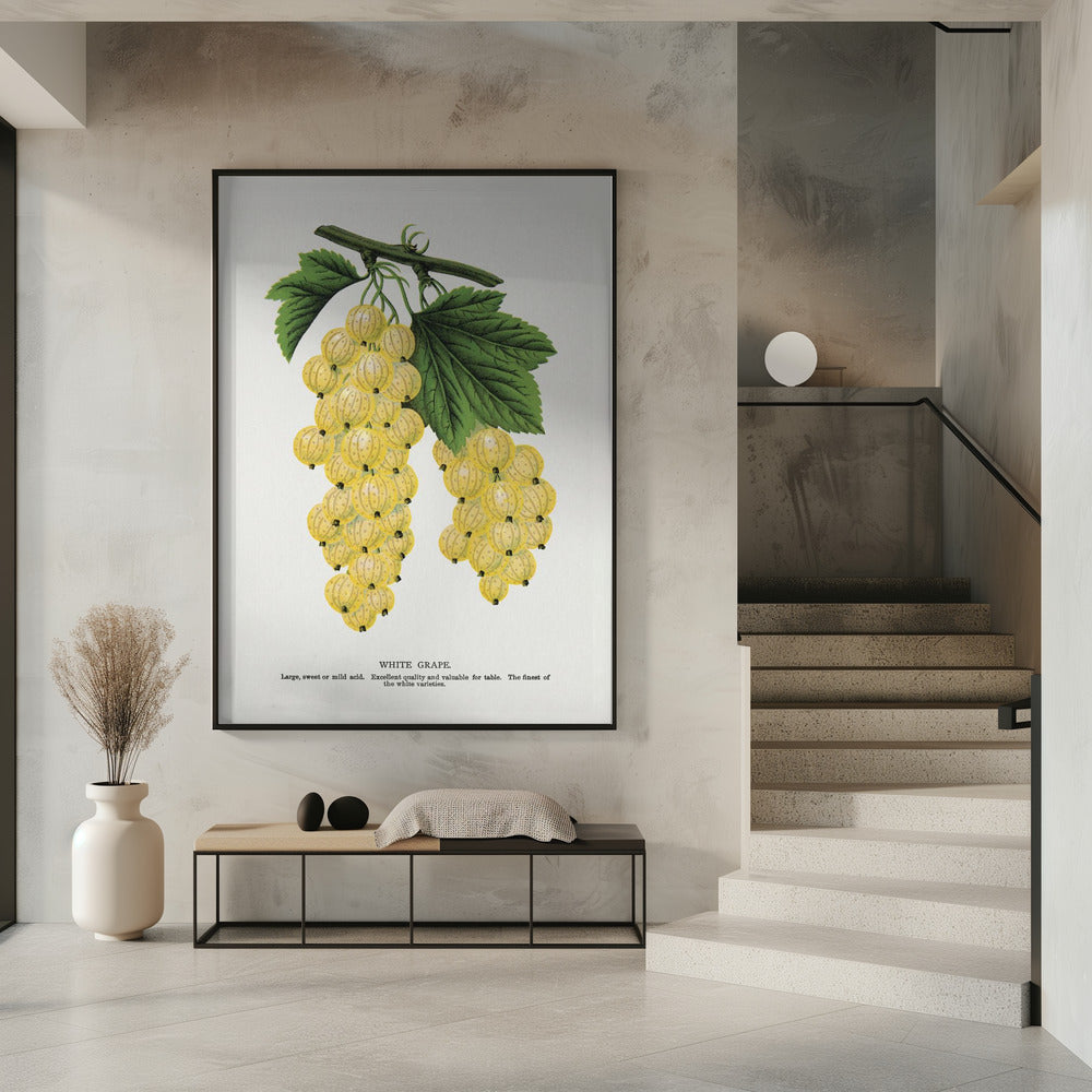 White Grape Lithograph | Poster