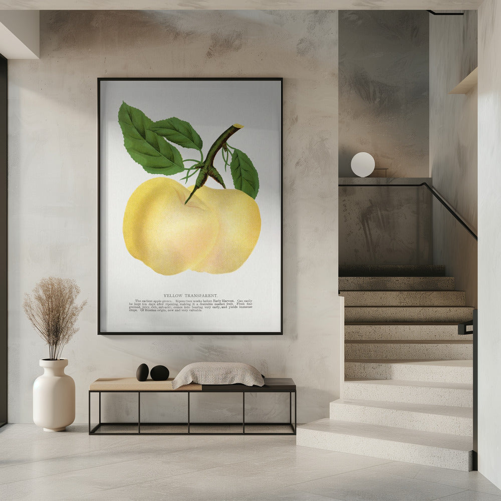 Yellow Transparent Apple Lithograph | Poster