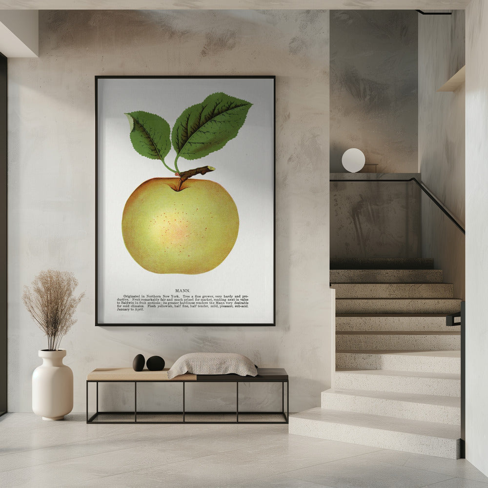 Mann Apple Lithograph | Poster