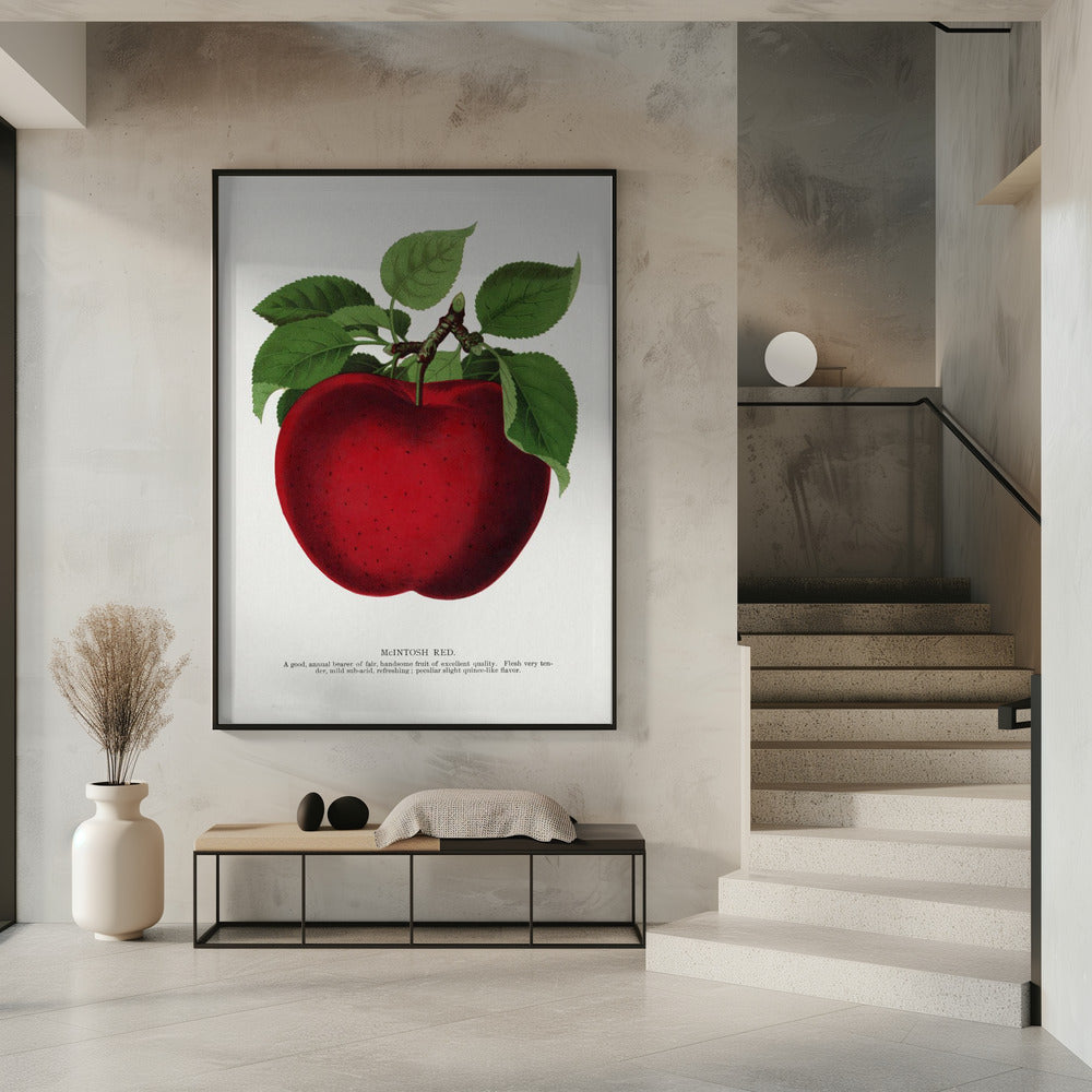 Mcintosh Red Apple Lithograph | Poster