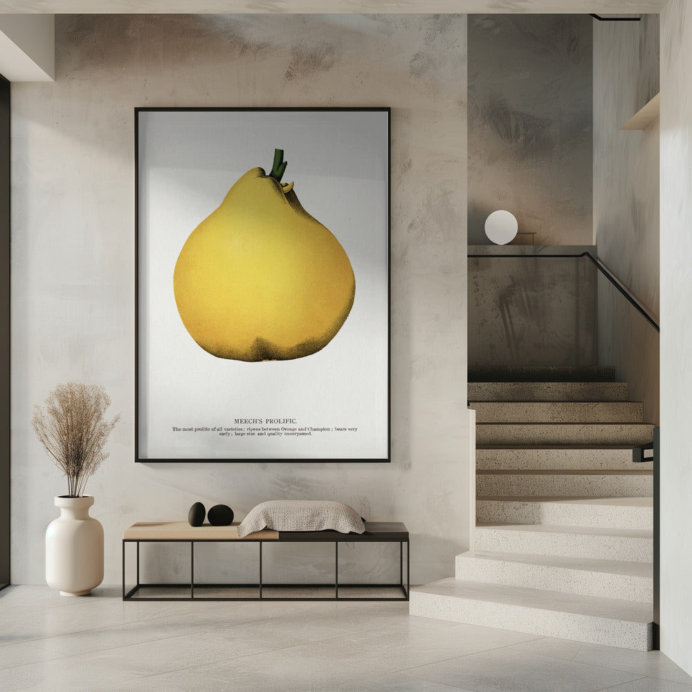 Meech's Prolific Pear Lithograph | Poster