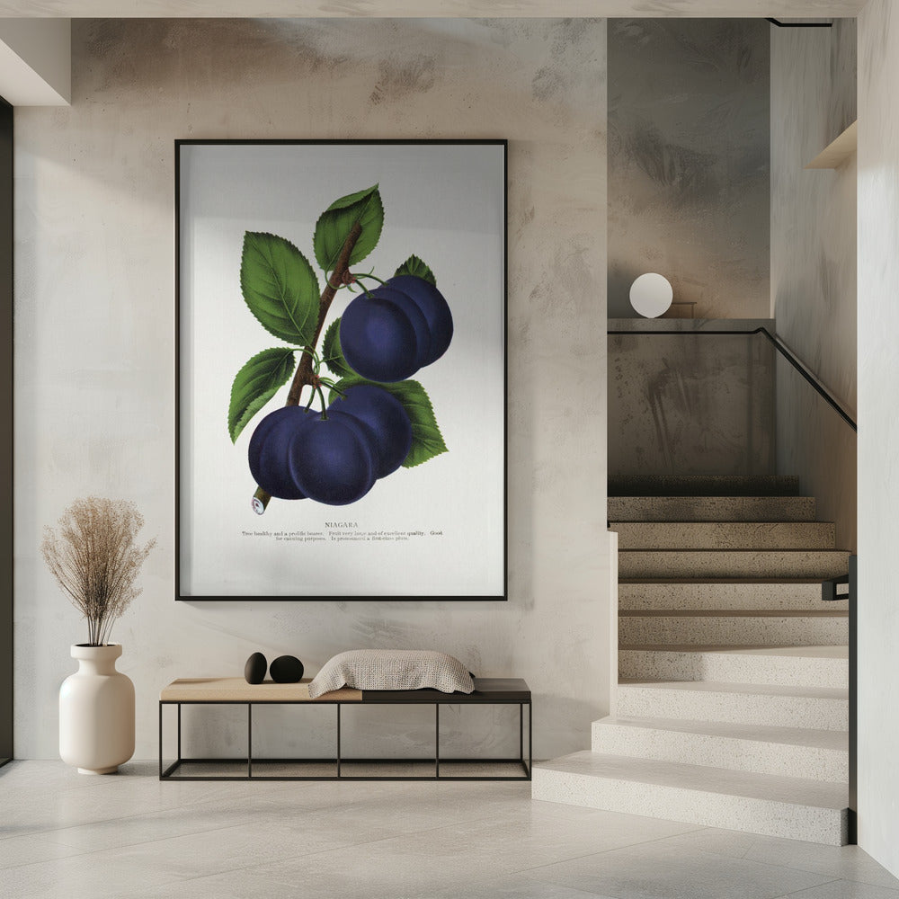 Niagara Plum Lithograph | Poster