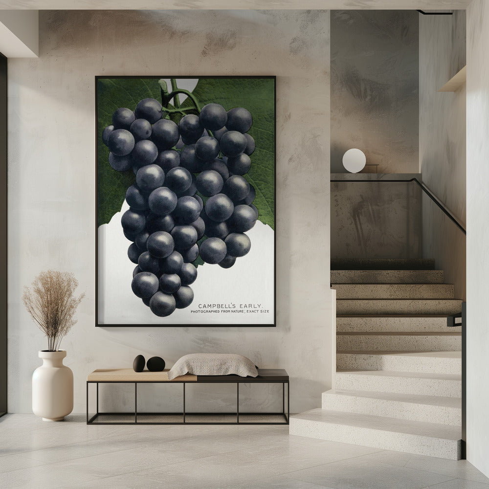 Campbell's Early Grape Lithograph | Poster